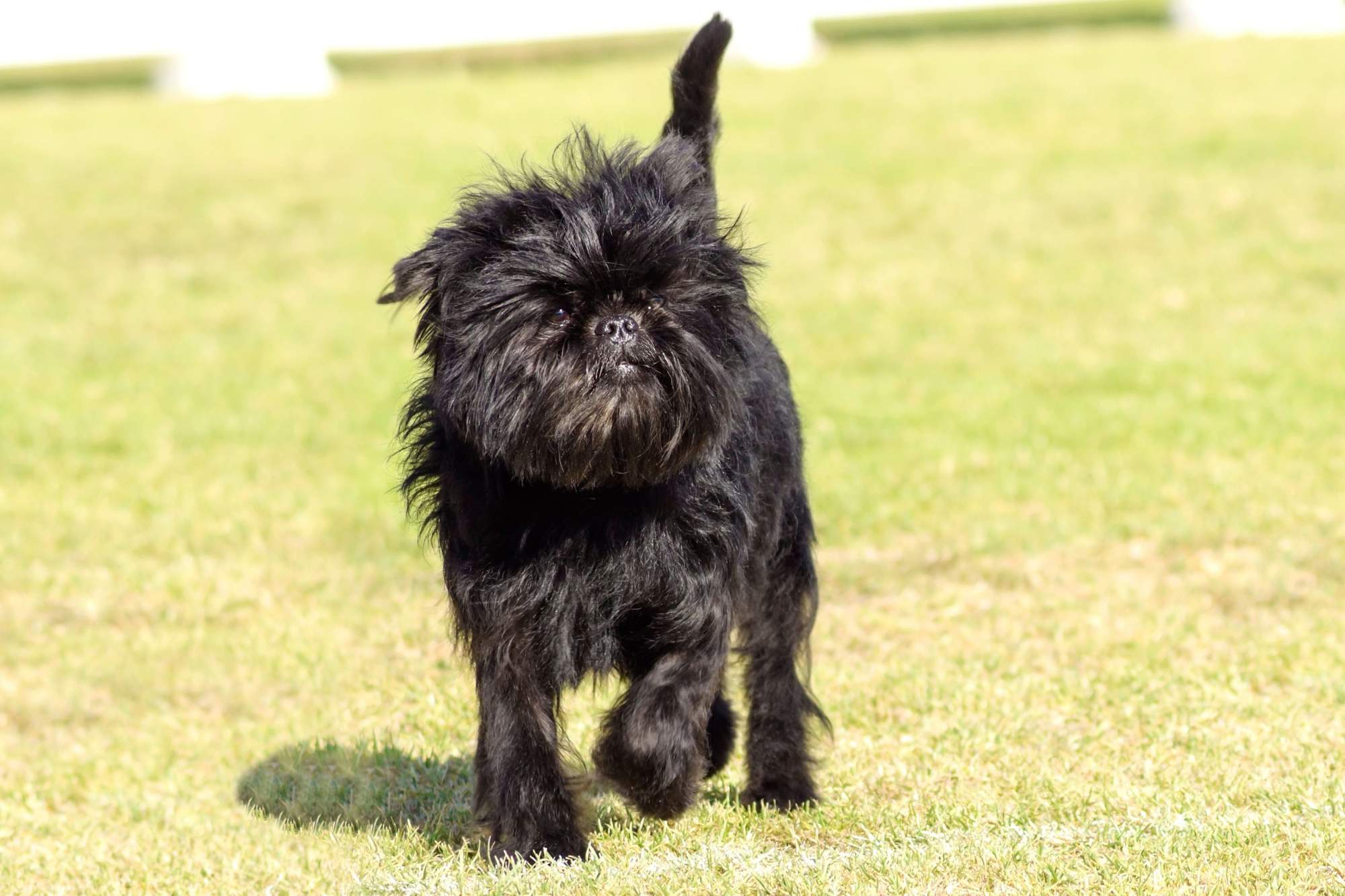 Affenpinscher.