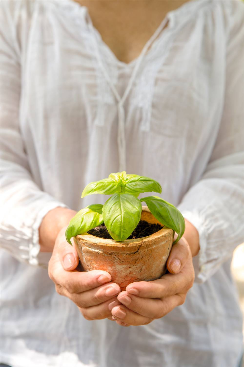 Albahaca.