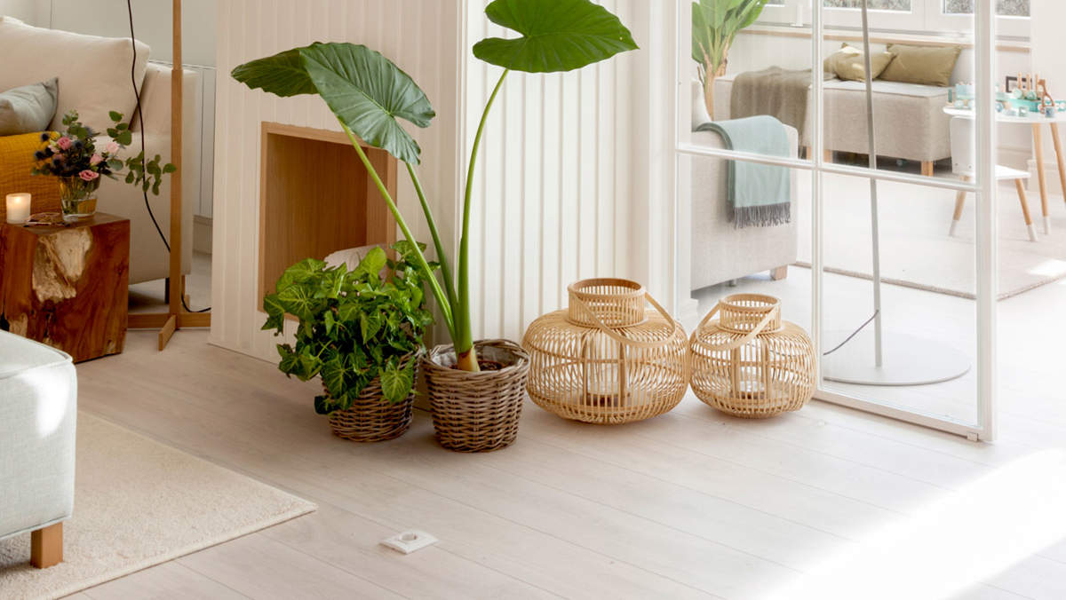 Cómo se cuida la Alocasia: la guía más completa para el cultivo de esta exótica planta de interior