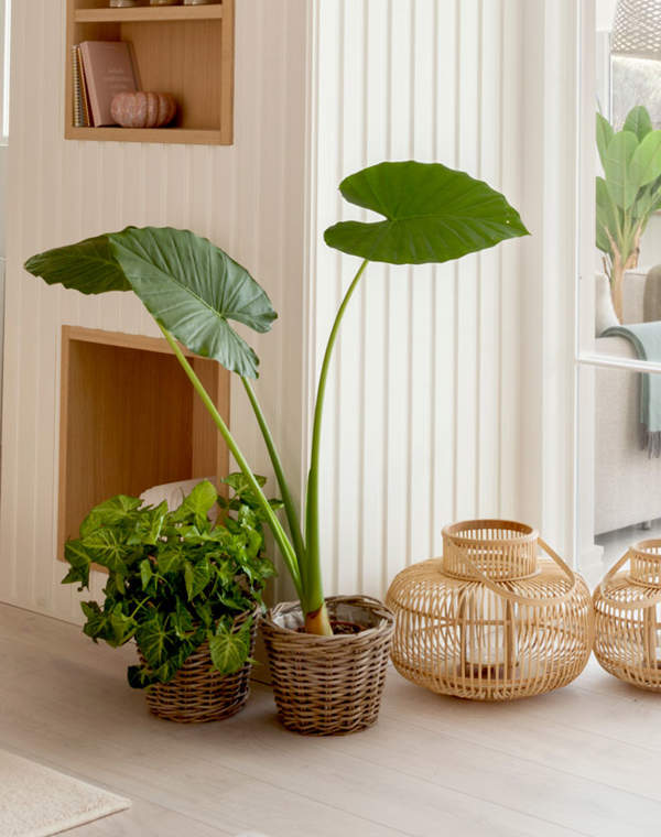 Cómo se cuida la Alocasia: la guía más completa para el cultivo de esta exótica planta de interior