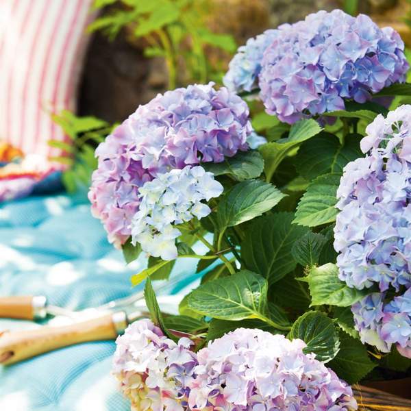 La guía definitiva para cultivar hortensias en el balcón y lograr que exploten en flores 
