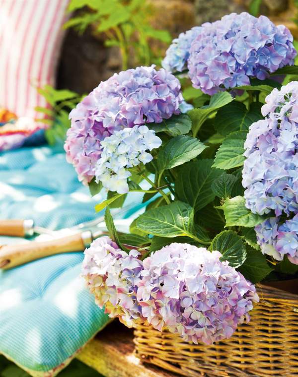 La guía definitiva para cultivar hortensias en el balcón y lograr que exploten en flores 