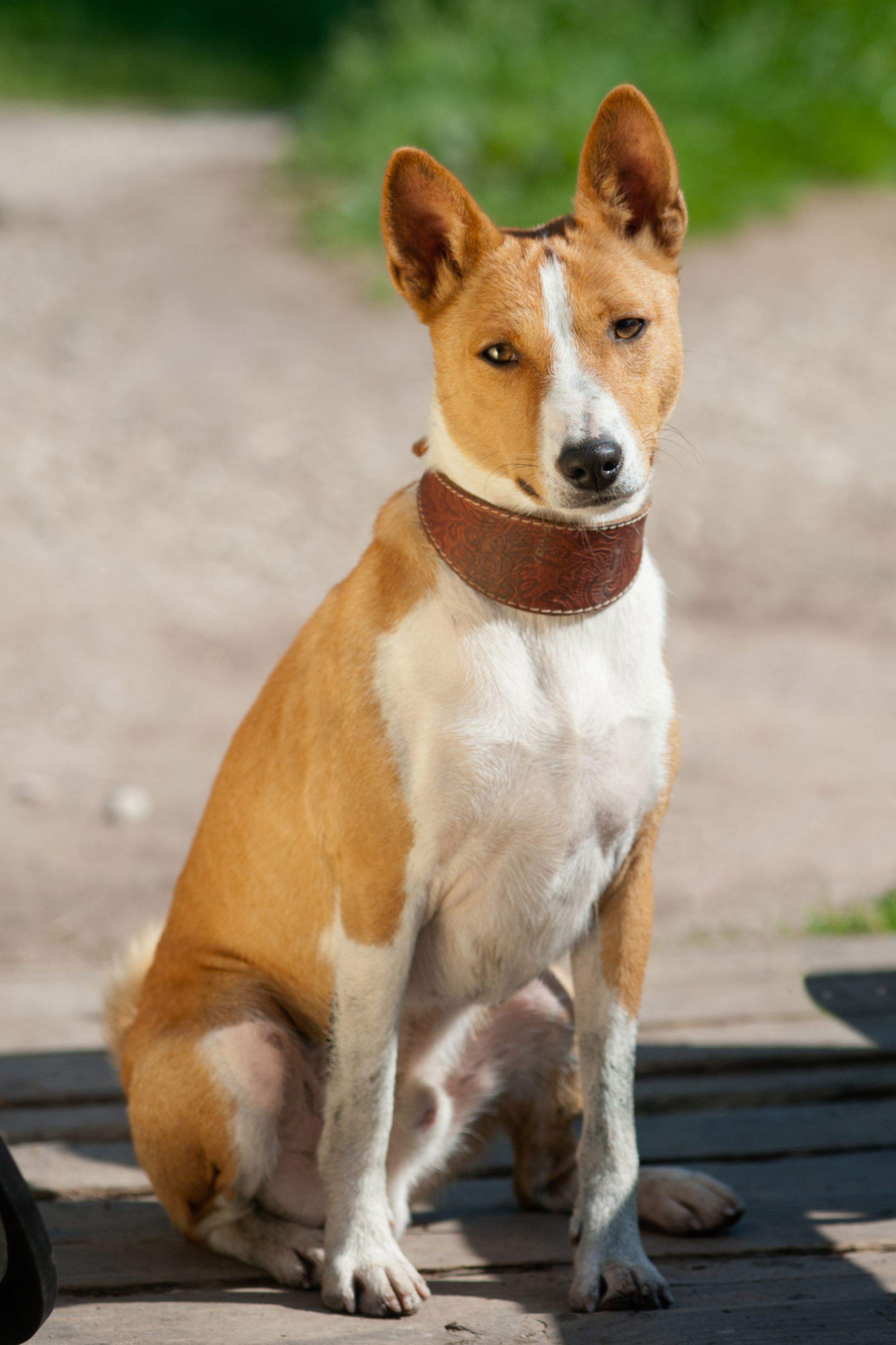 Basenji.