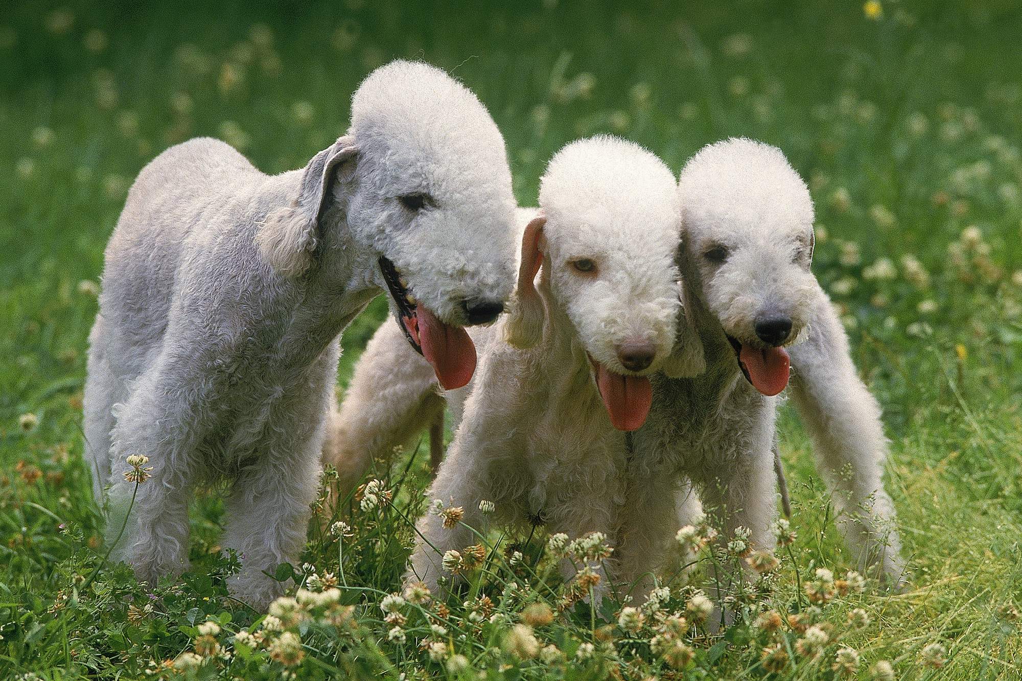 Bedlington Terrier.