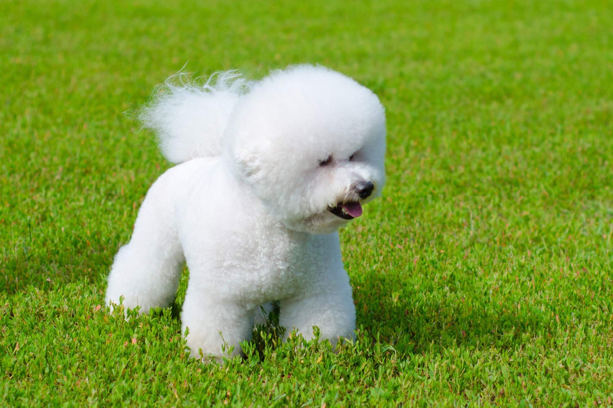 Bicho´n frise´.