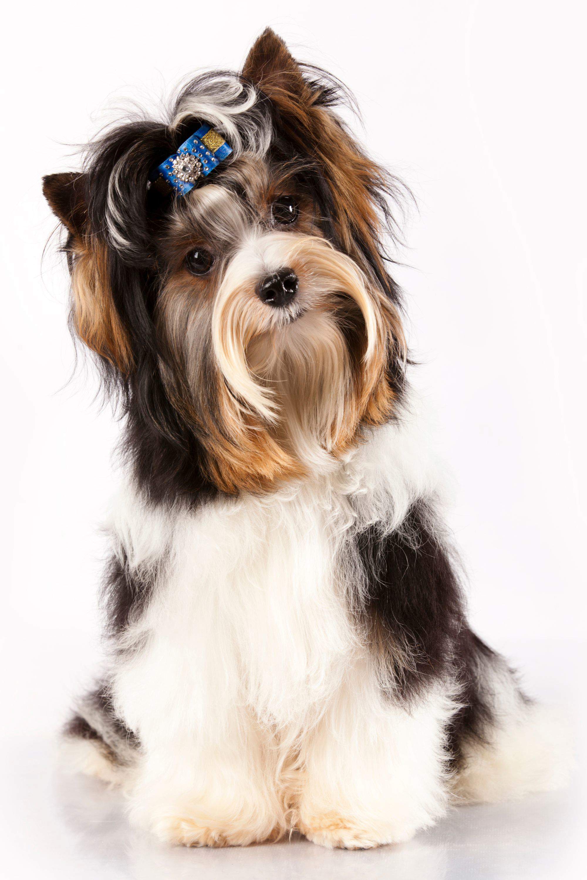 Biewer Terrier.