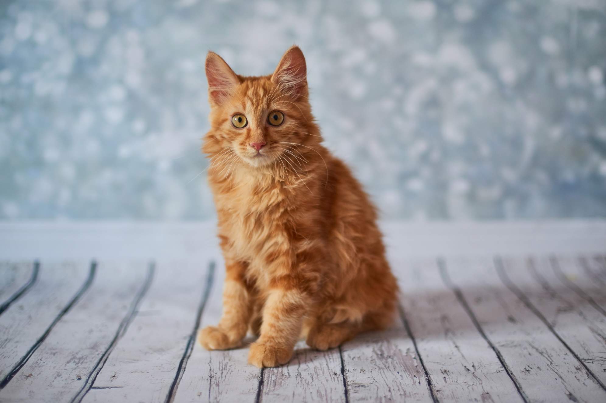 Bobtail americano naranja