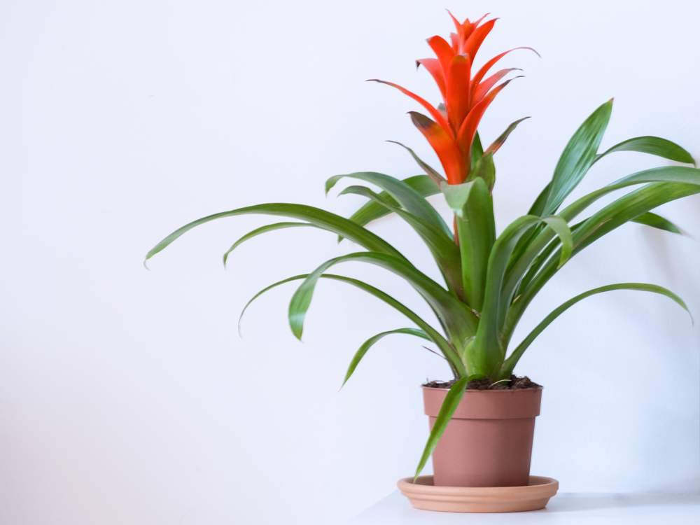 Bromelia