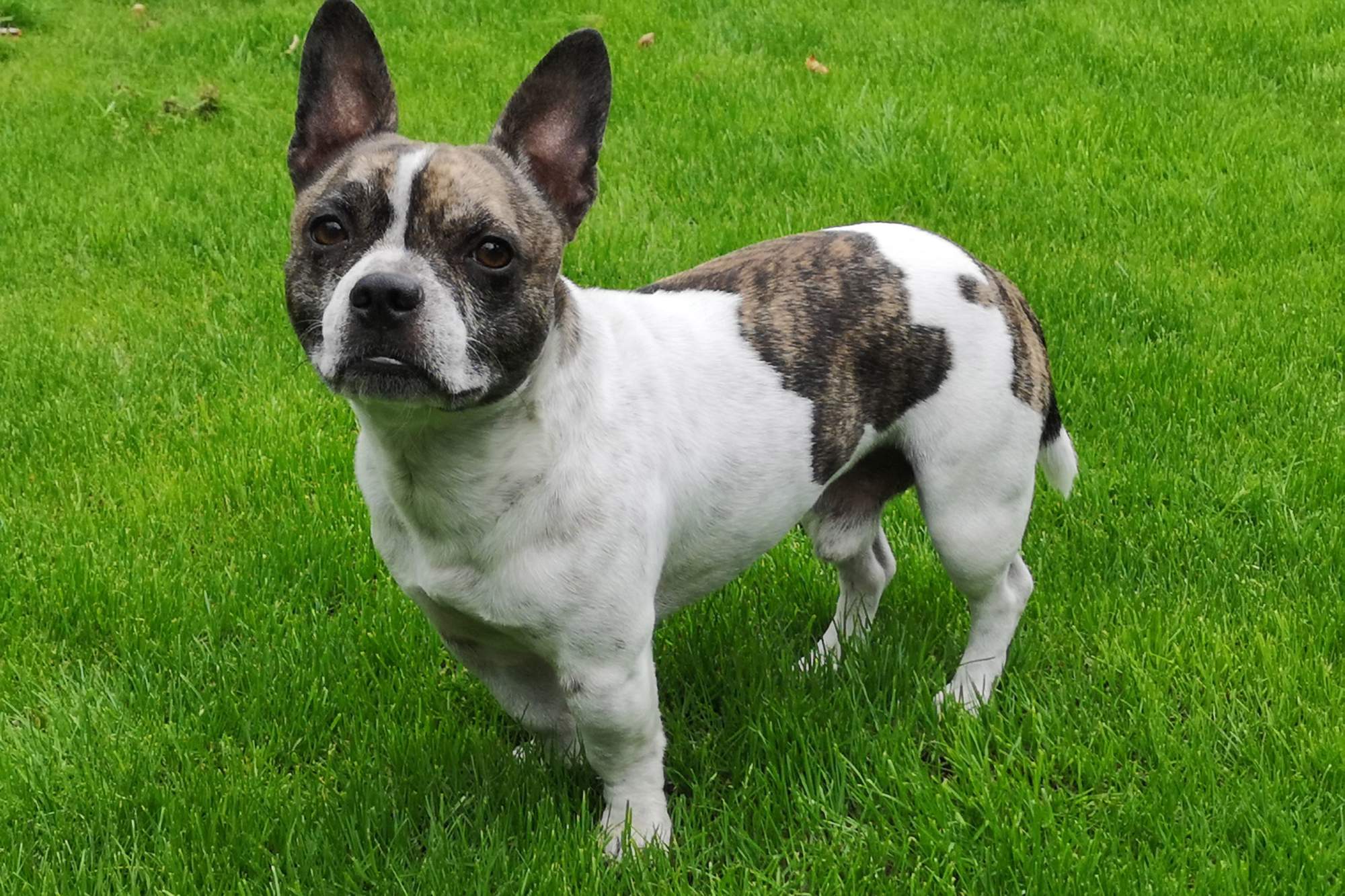 Bullhuahua.