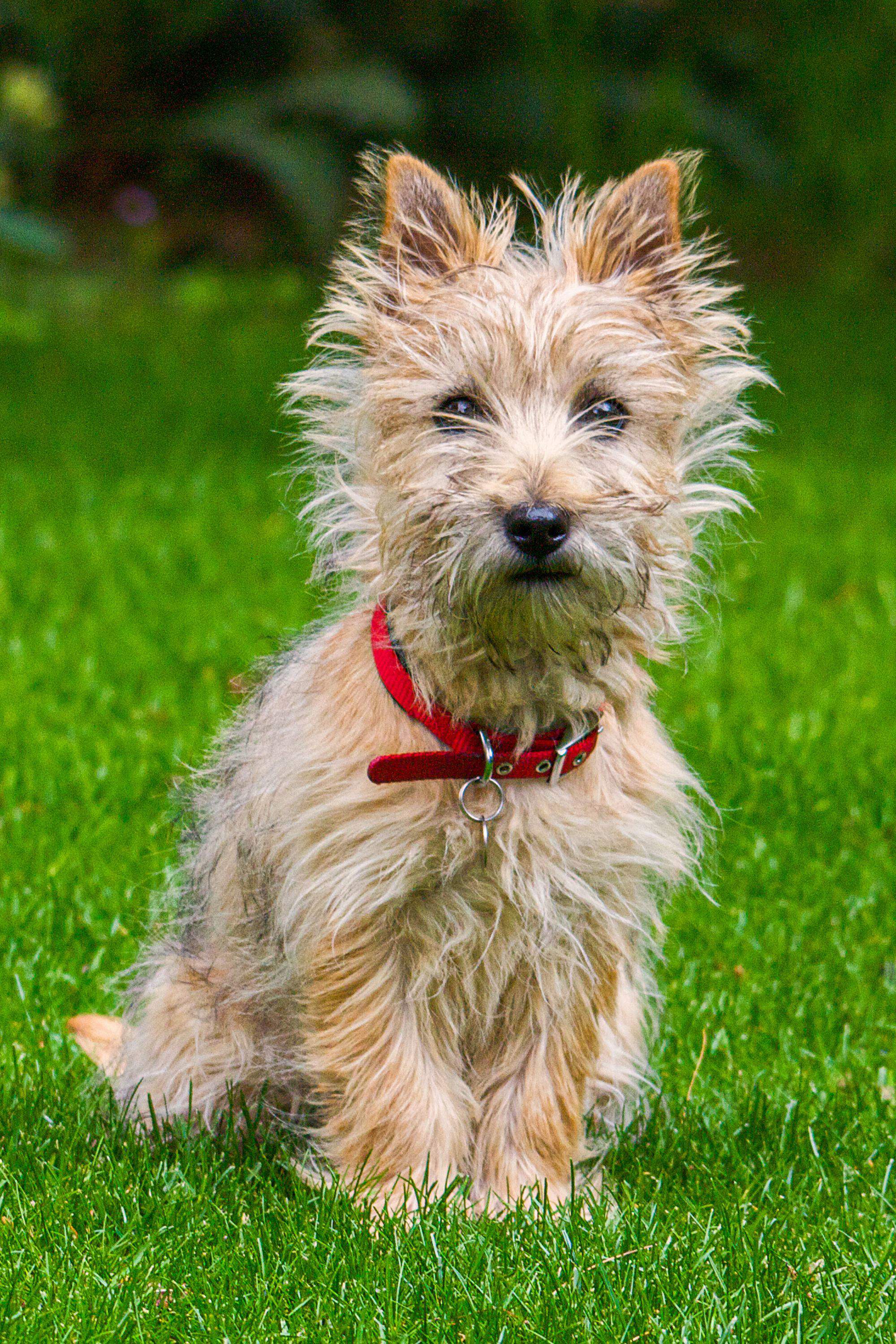 Cairn Terrier.