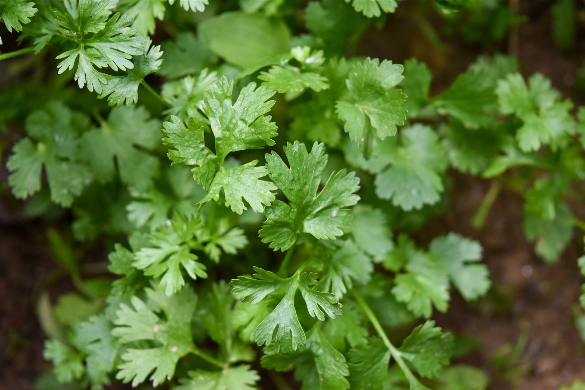 Cilantro.