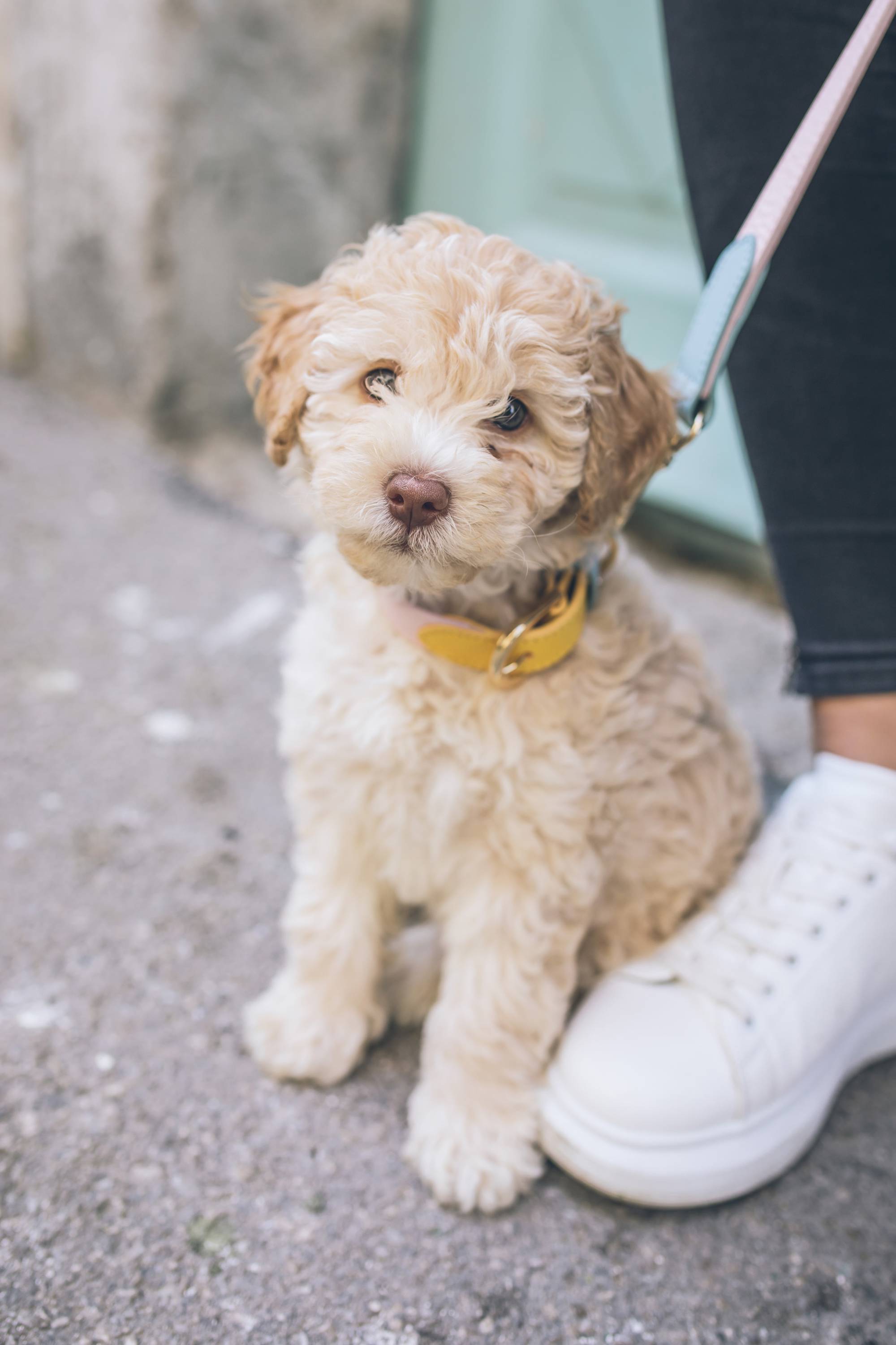 La raza cockapoo tiene mucha bondad y un gran corazón en un pequeño tamaño. 