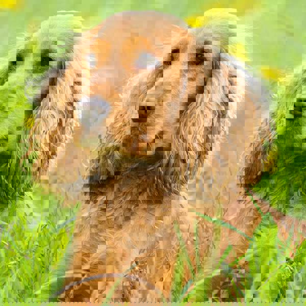 5 razas de perro pelirrojo que son preciosas, elegantes y con mucho porte