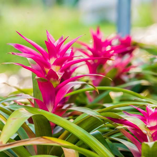 Bromelia, la espectacular planta con flor que no es la típica y aguanta bien en interiores (y cómo cuidarla)