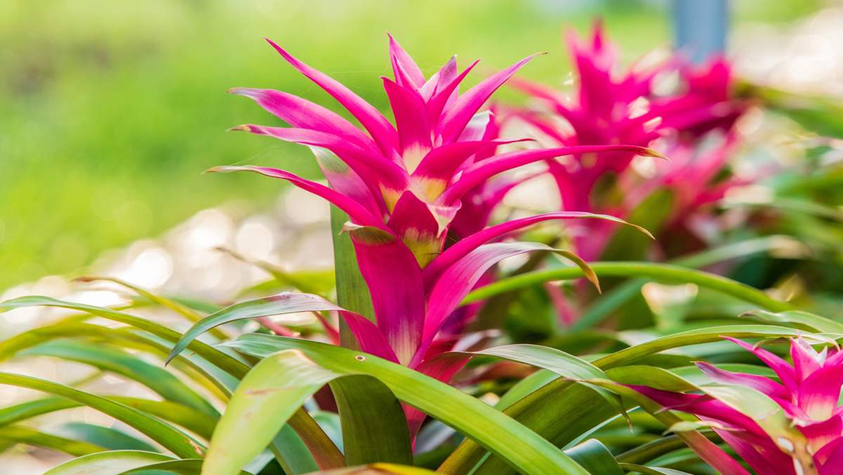 Bromelia, la espectacular planta con flor que no es la típica y aguanta bien en interiores (y cómo cuidarla)