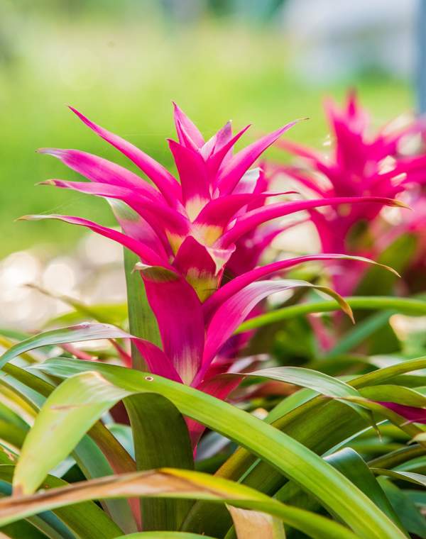 Bromelia, la espectacular planta con flor que no es la típica y aguanta bien en interiores (y cómo cuidarla)