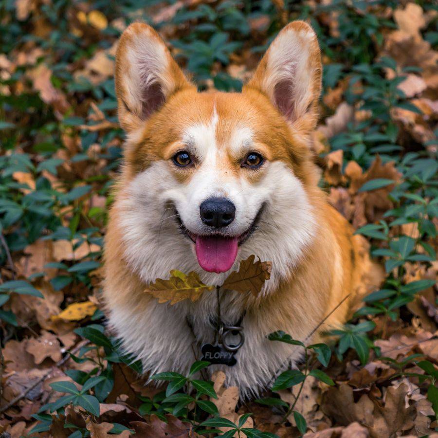 Uno de los perros pequeños más adorables es el corgi. 