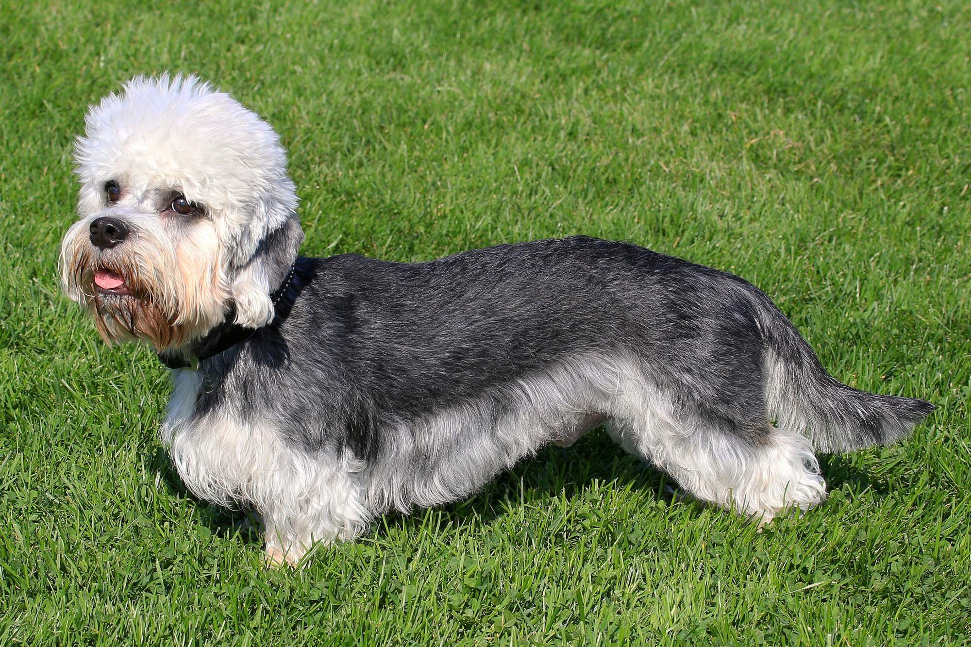 Dandie dinmont terrier.