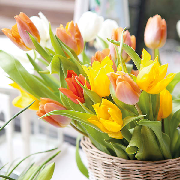 Tulipanes: Cómo plantar y cuidar estas hermosas flores en tu jardín