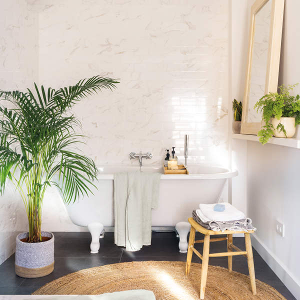 Plantas en baños sin luz: tu guía definitiva para disfrutar de ellas y crear tu pequeño oasis particular 