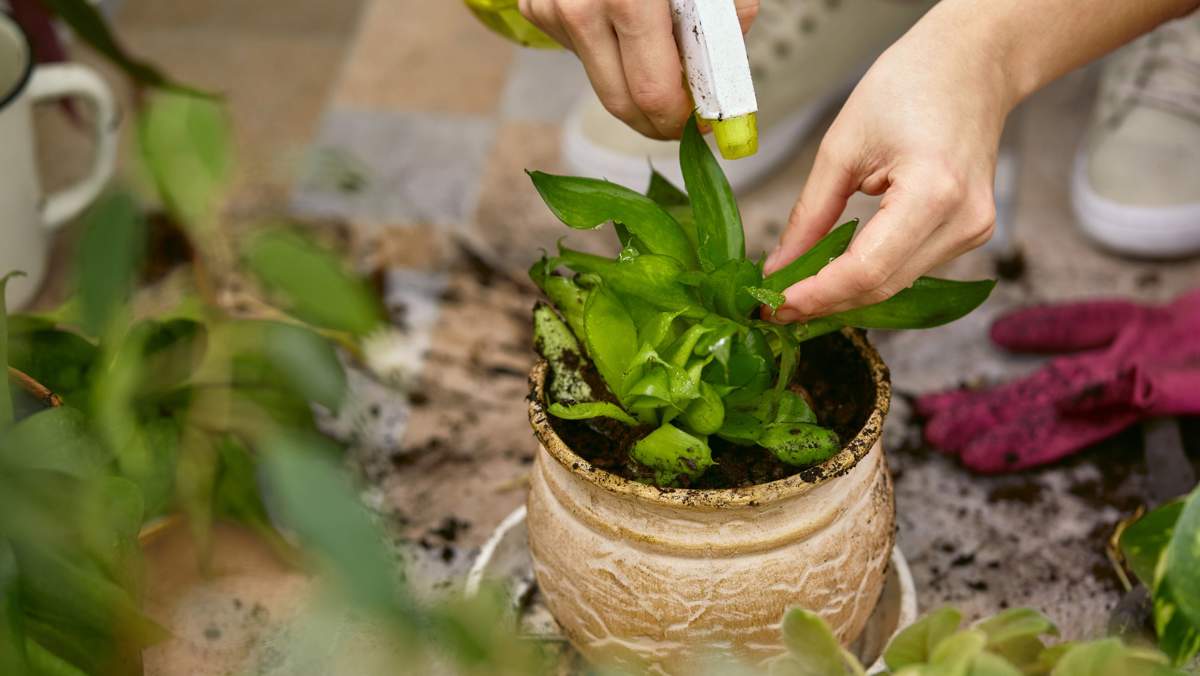 El truco fácil y efectivo para revivir las hojas secas de tus plantas con esta fruta que tienes en casa 