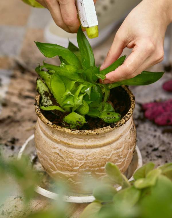 El truco fácil y efectivo para revivir las hojas secas de tus plantas con esta fruta que tienes en casa 