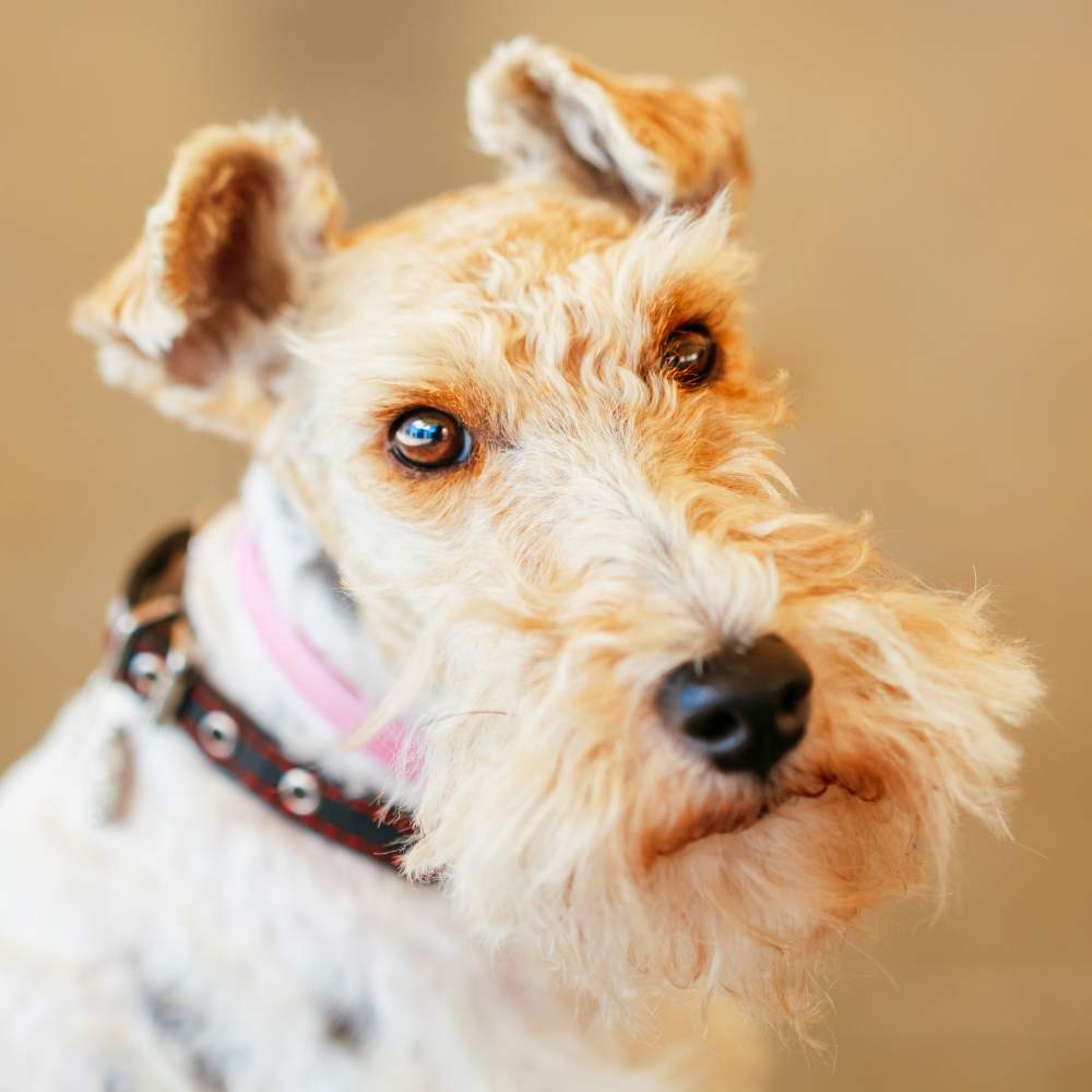 Fox terrier.