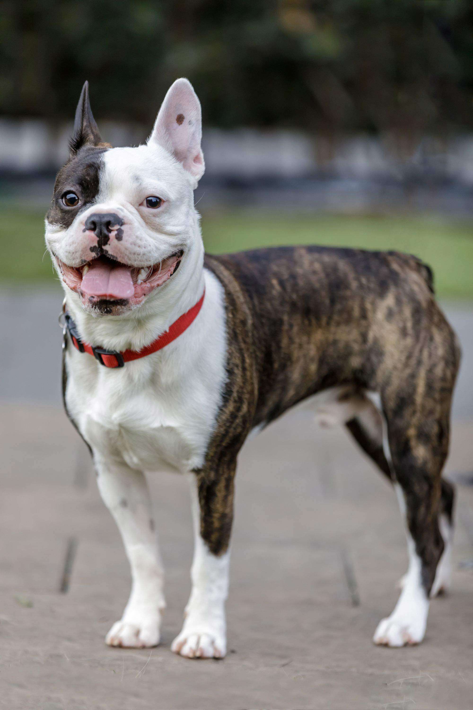 Frenchton.