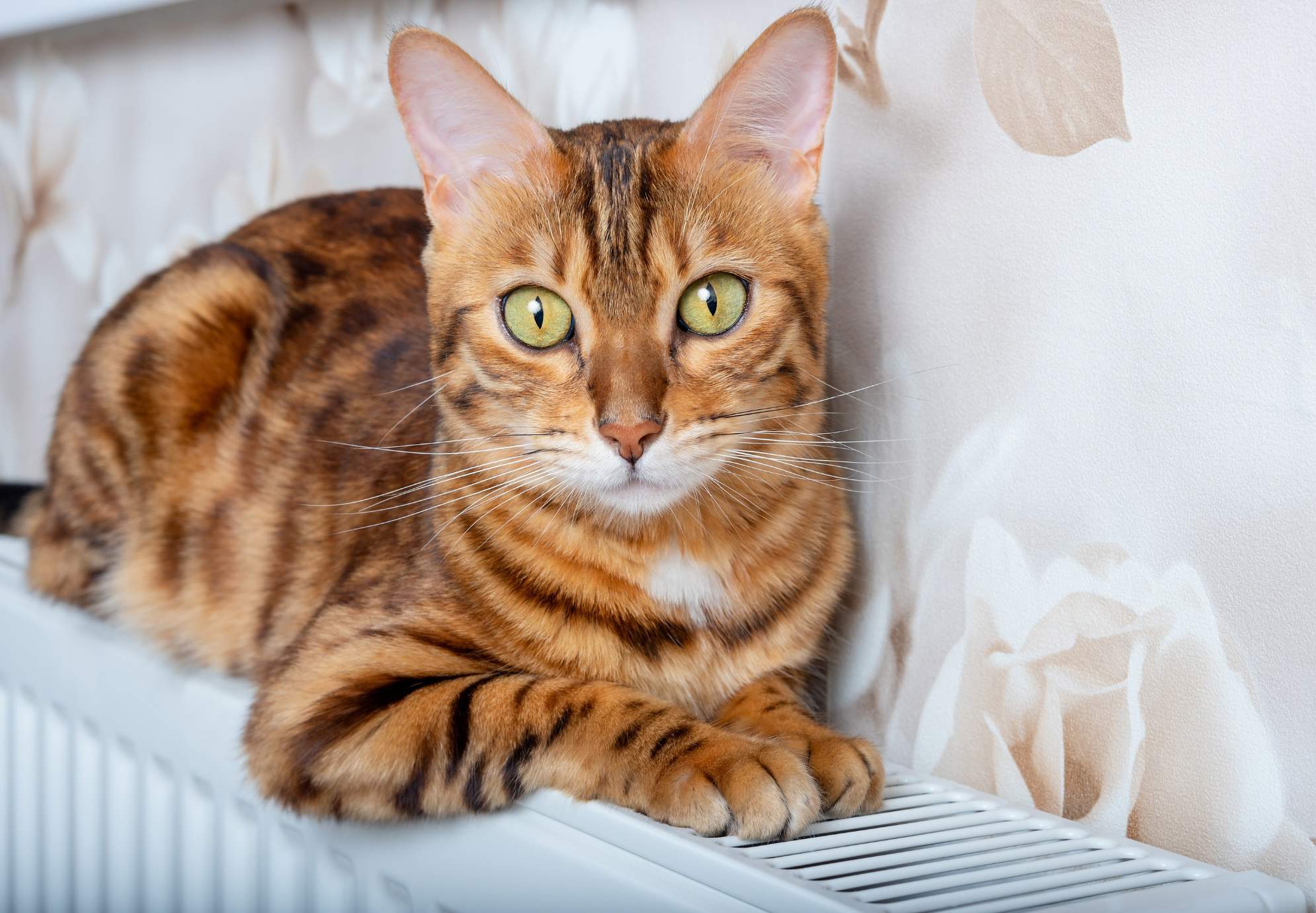 Gato bengalí naranja
