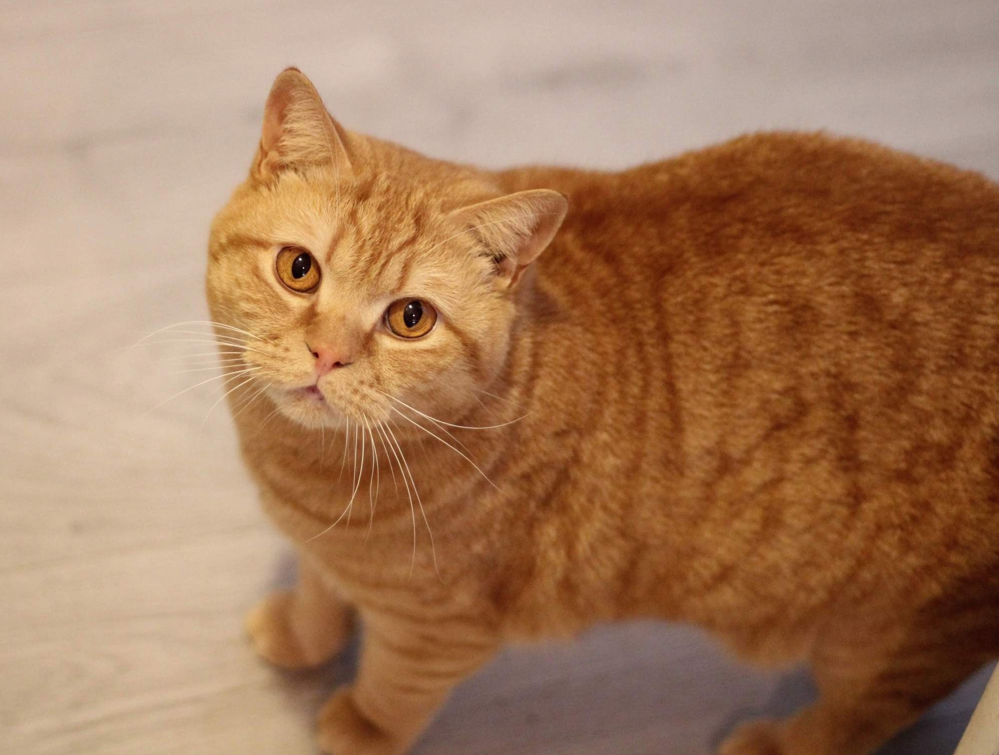 British shorthair naranja