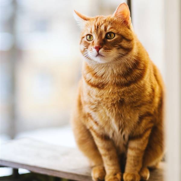 Los 200 nombres para gatos más bonitos y muy originales, con significados sorprendentes