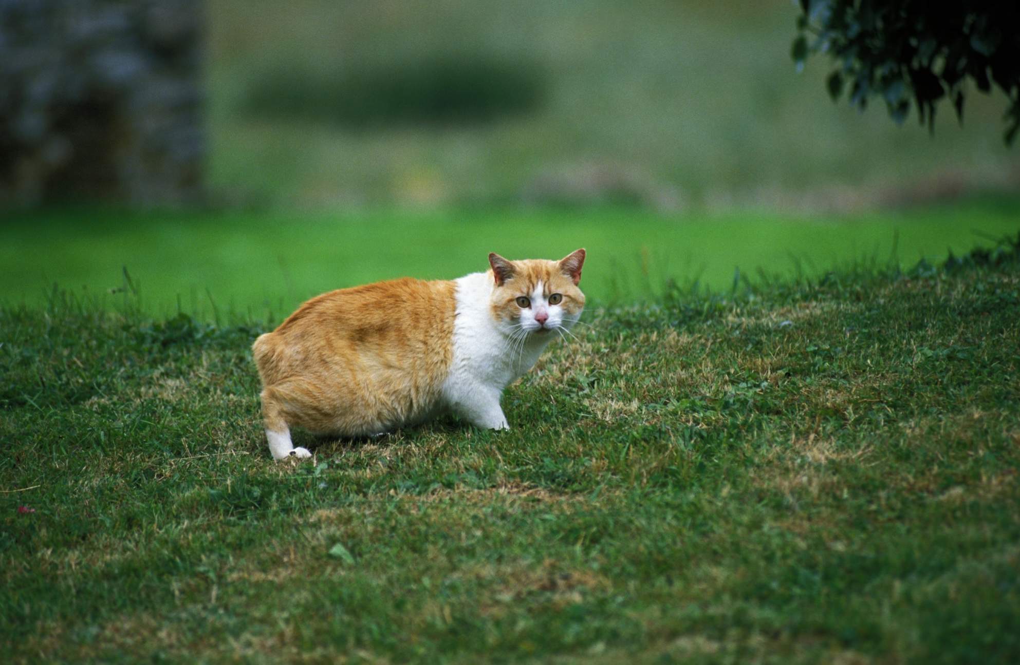 Gato manx naranja