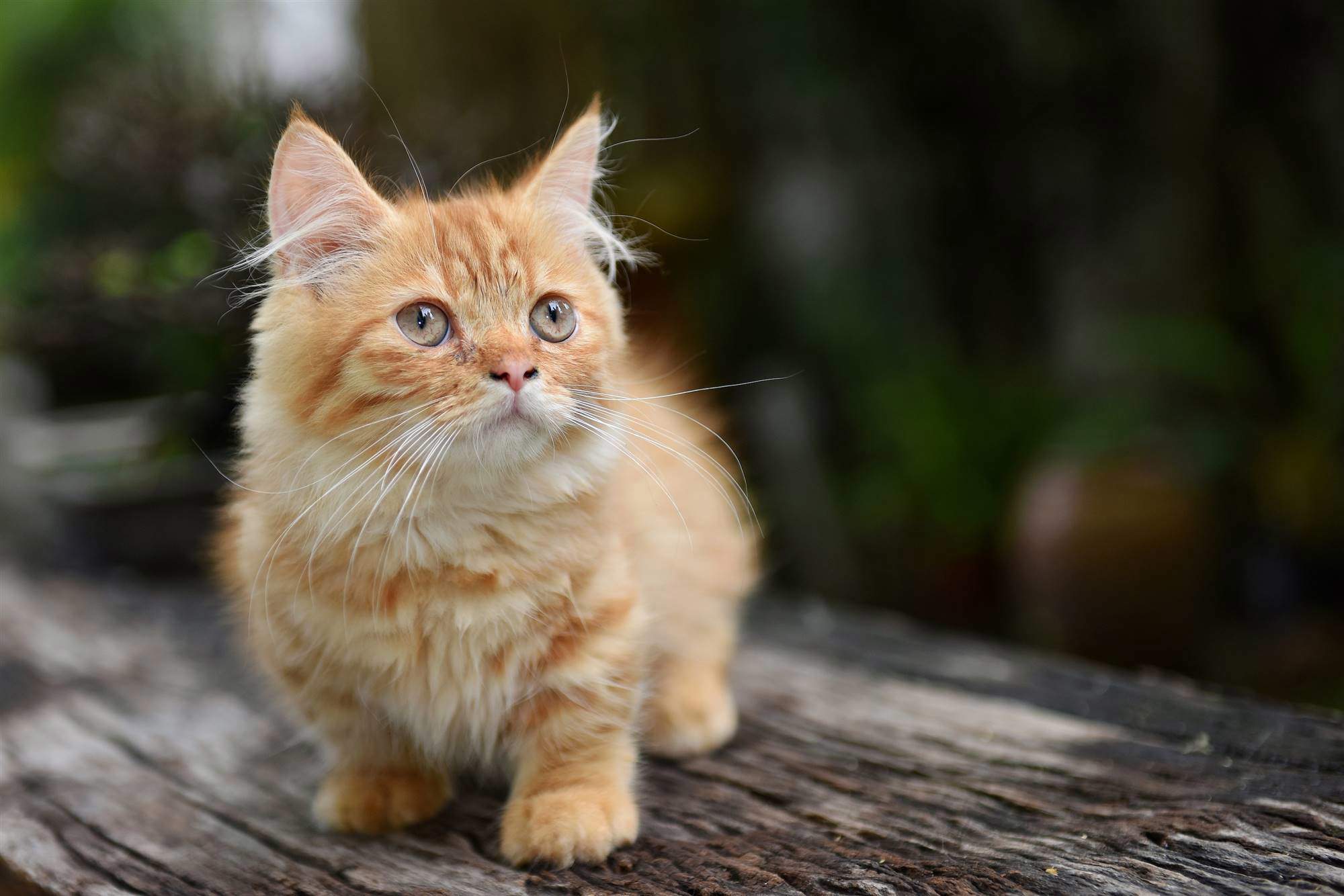 Gato munchkin naranja