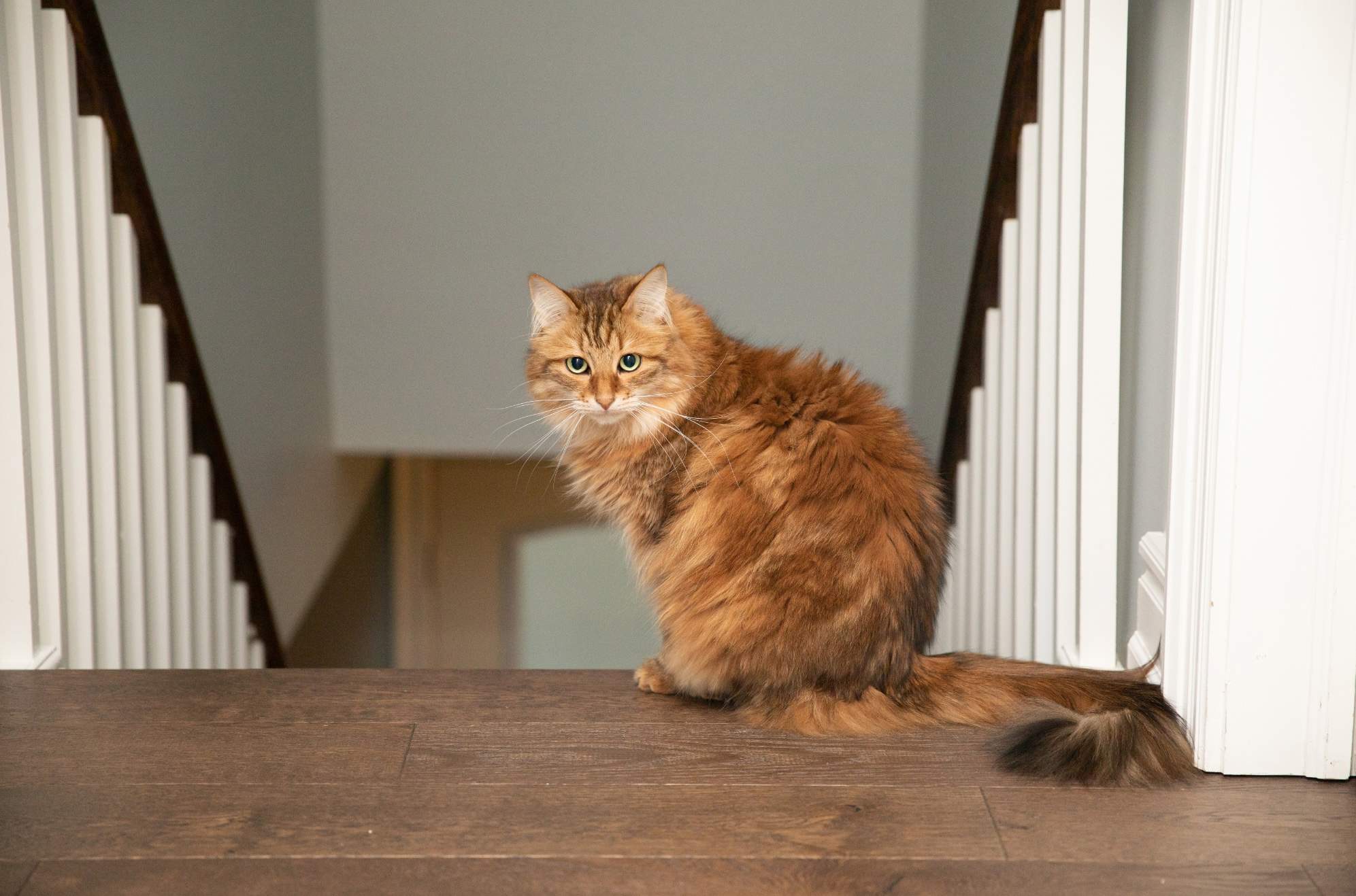 Gato siberiano naranja