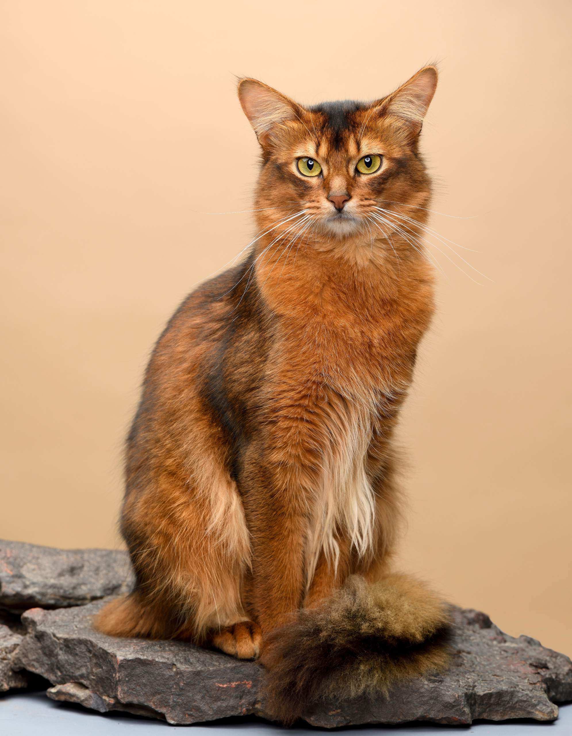 Gato somalí naranja