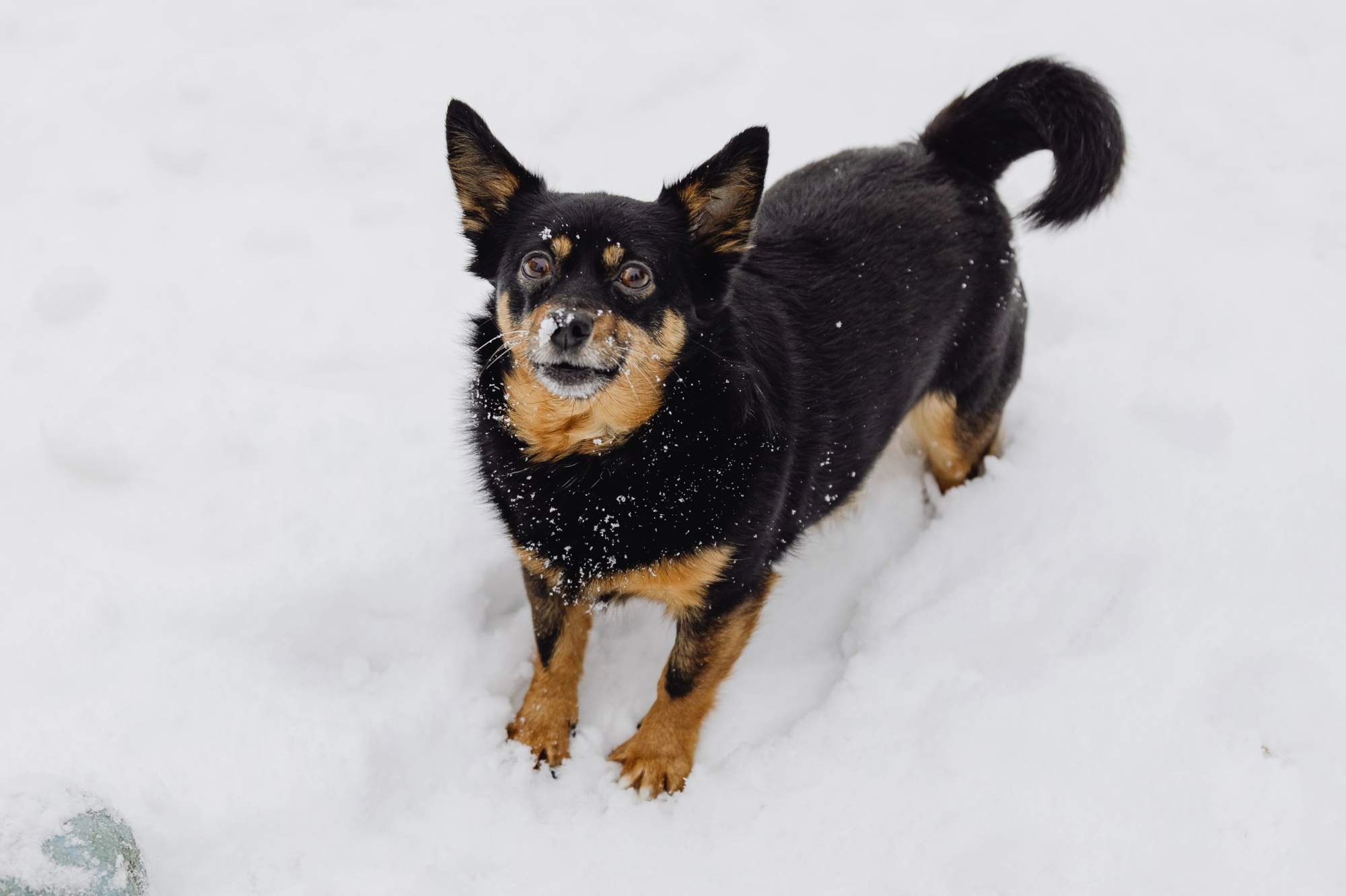 Lancashire heeler.