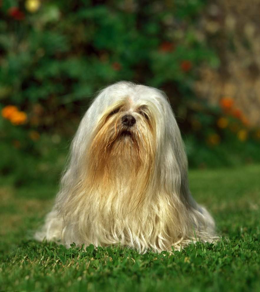 Perro de la raza lhasa apso.