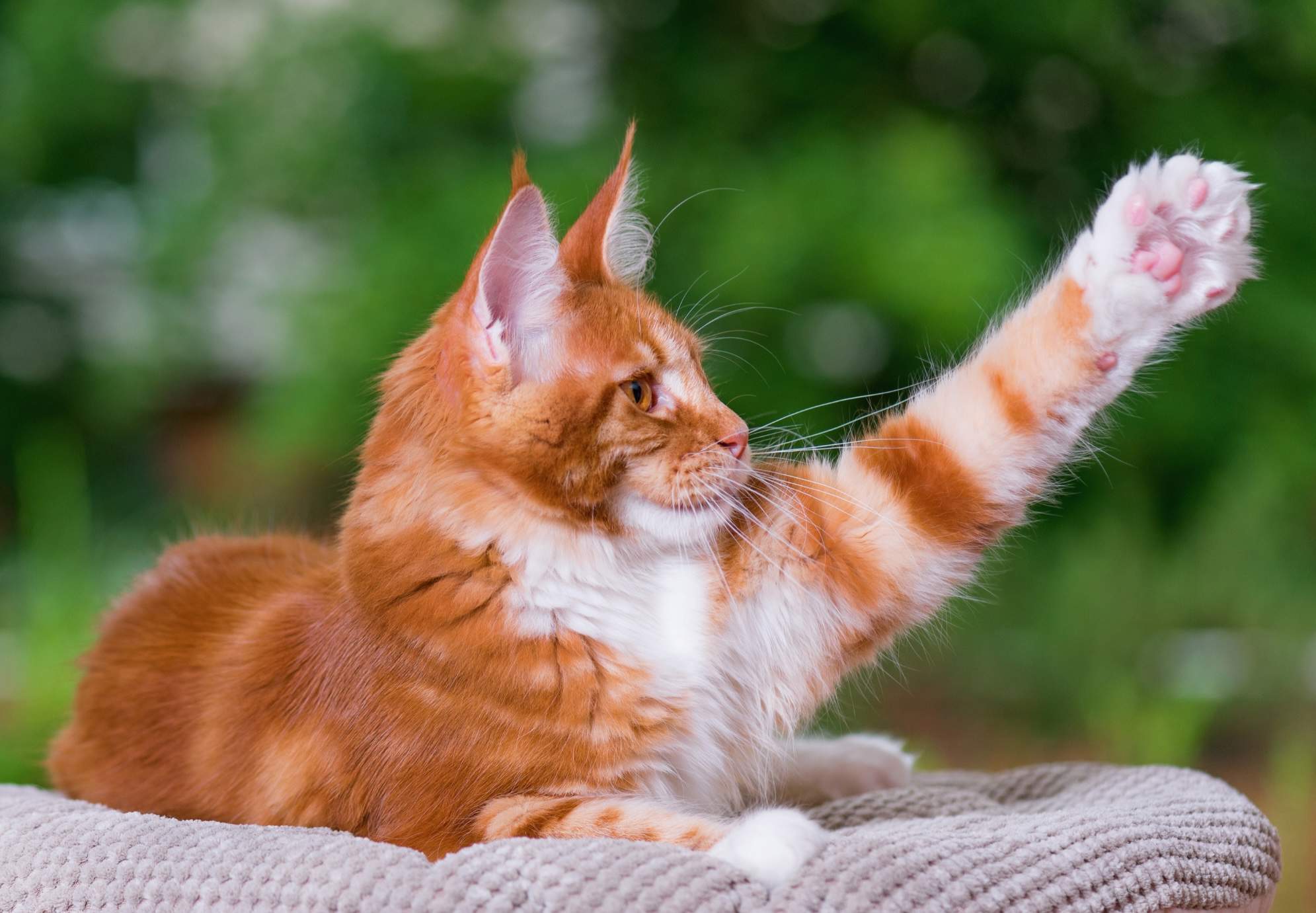 Maine coon naranja