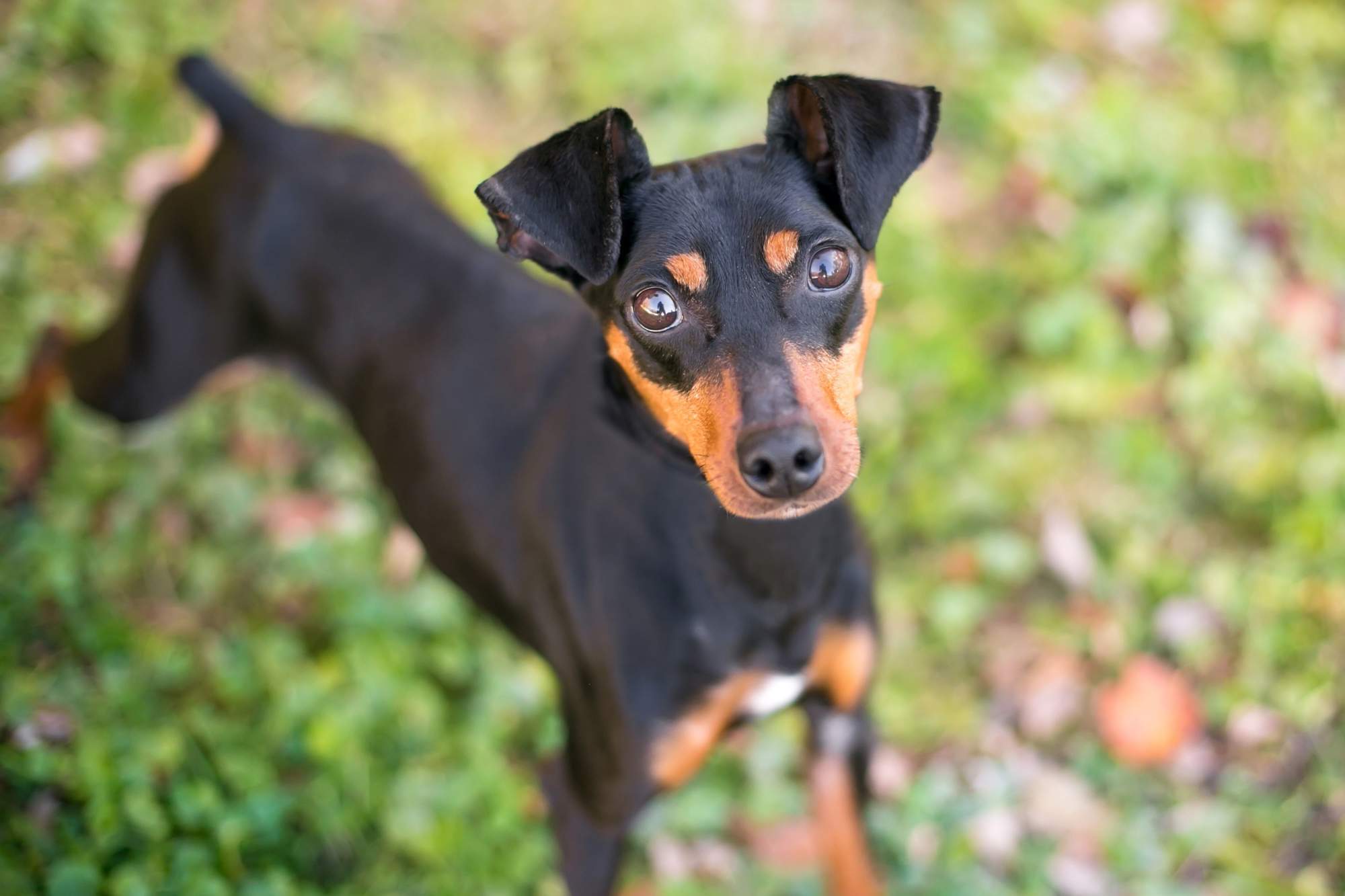 Manchester Terrier.