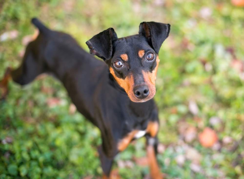 Manchester terrier