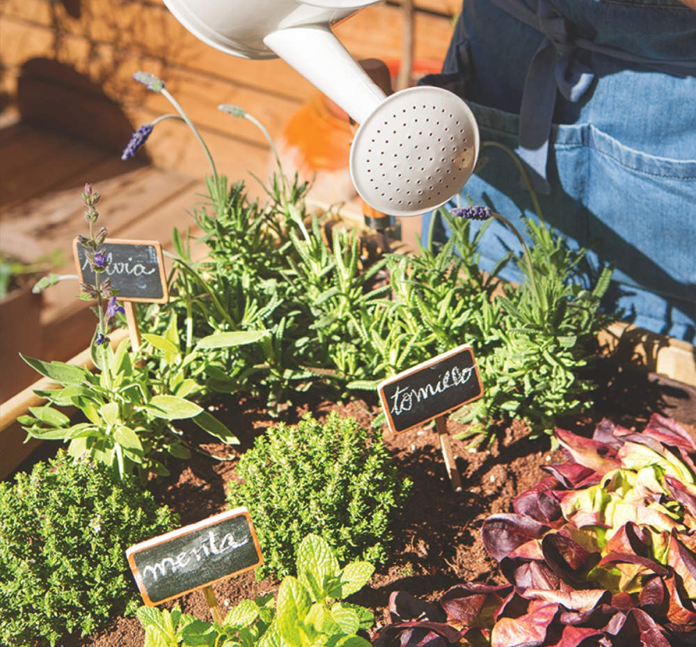 Mesa de cultivo con plantas aromáticas y regadera