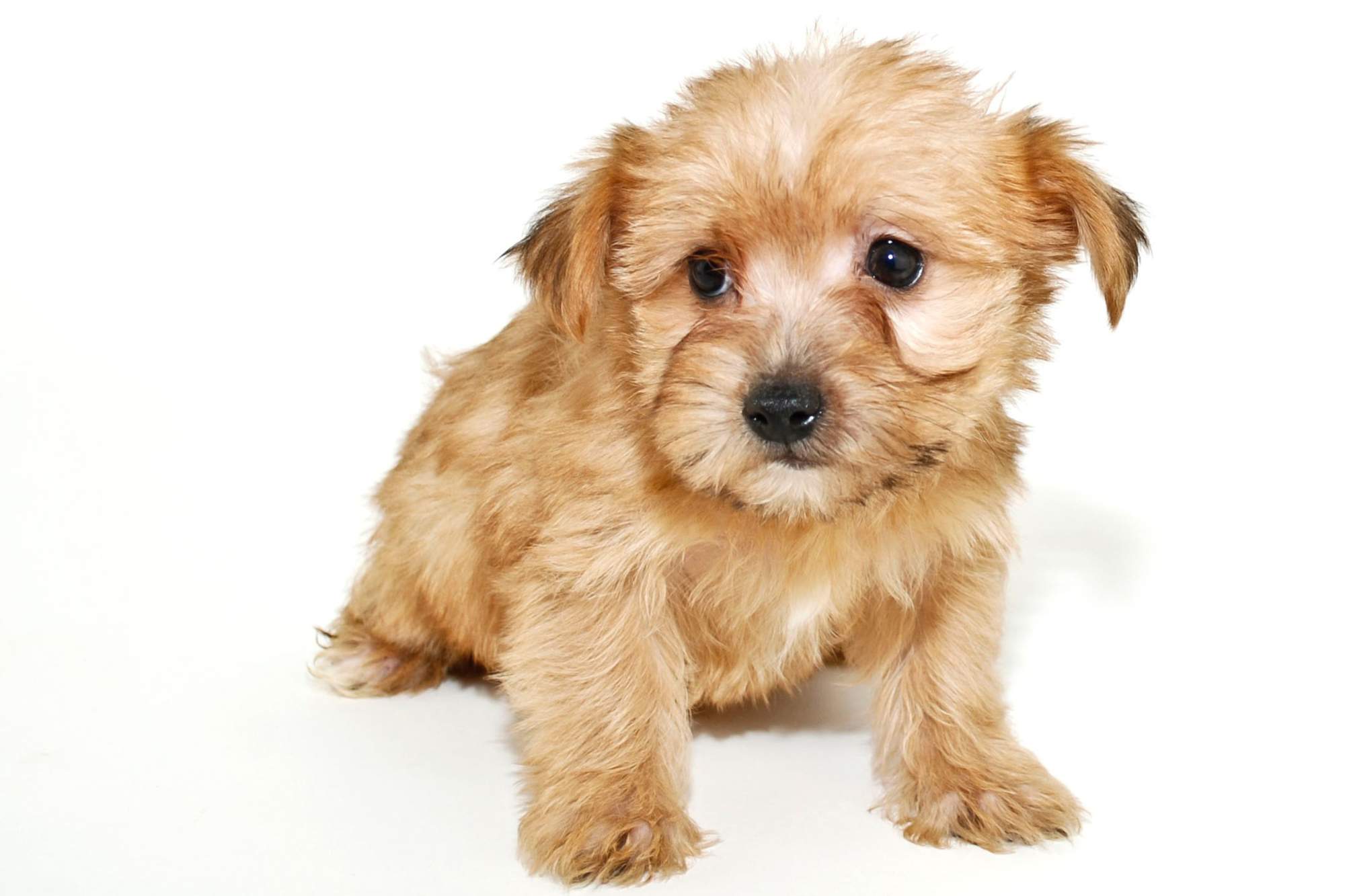 Perro de la raza Morkie.