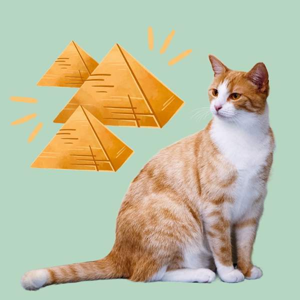 Nombres egipcios para gato: más de 200 ideas para machos y hembras
