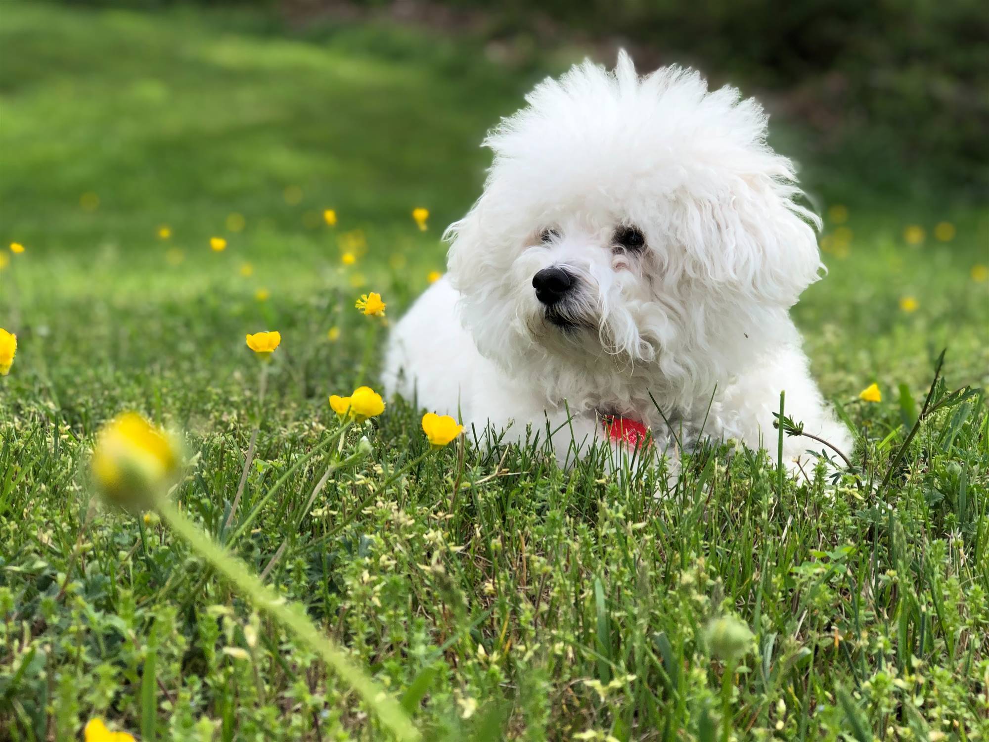 Un perro bichón Maltés.
