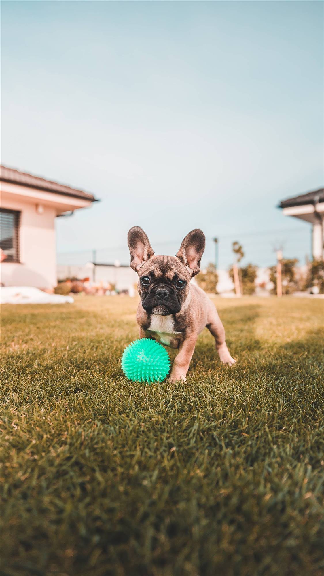 Un bulldog francés.