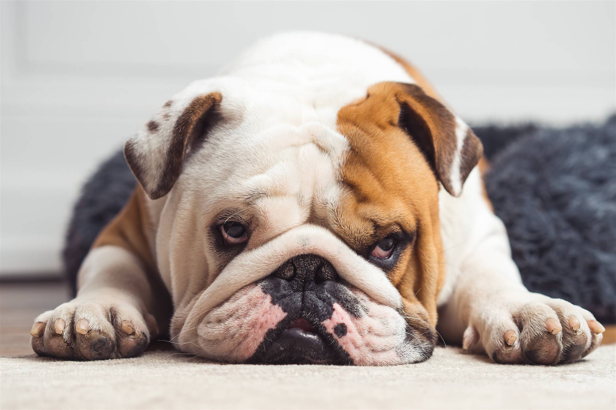 Un bulldog inglés.