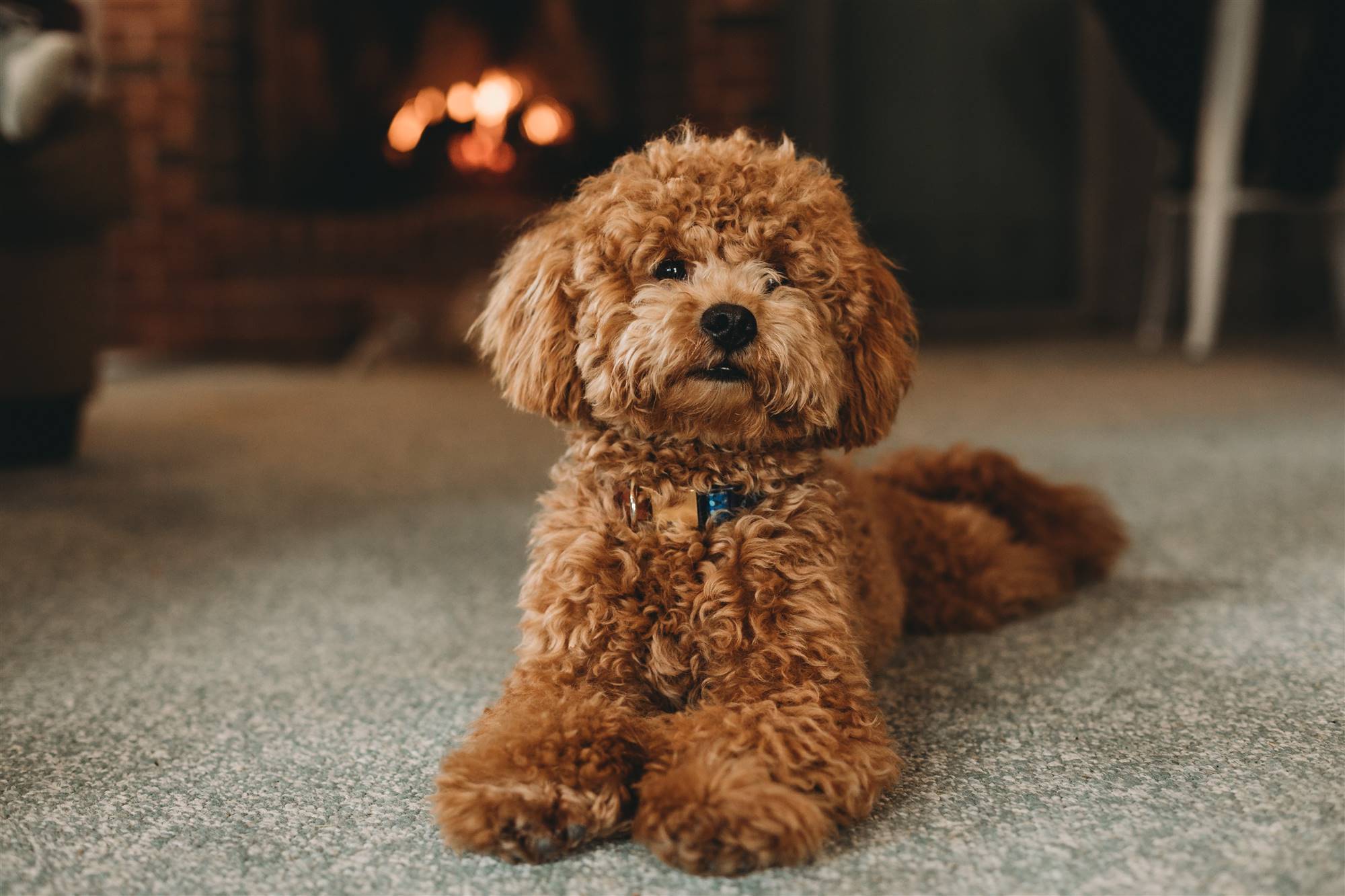 Un perro caniche. 