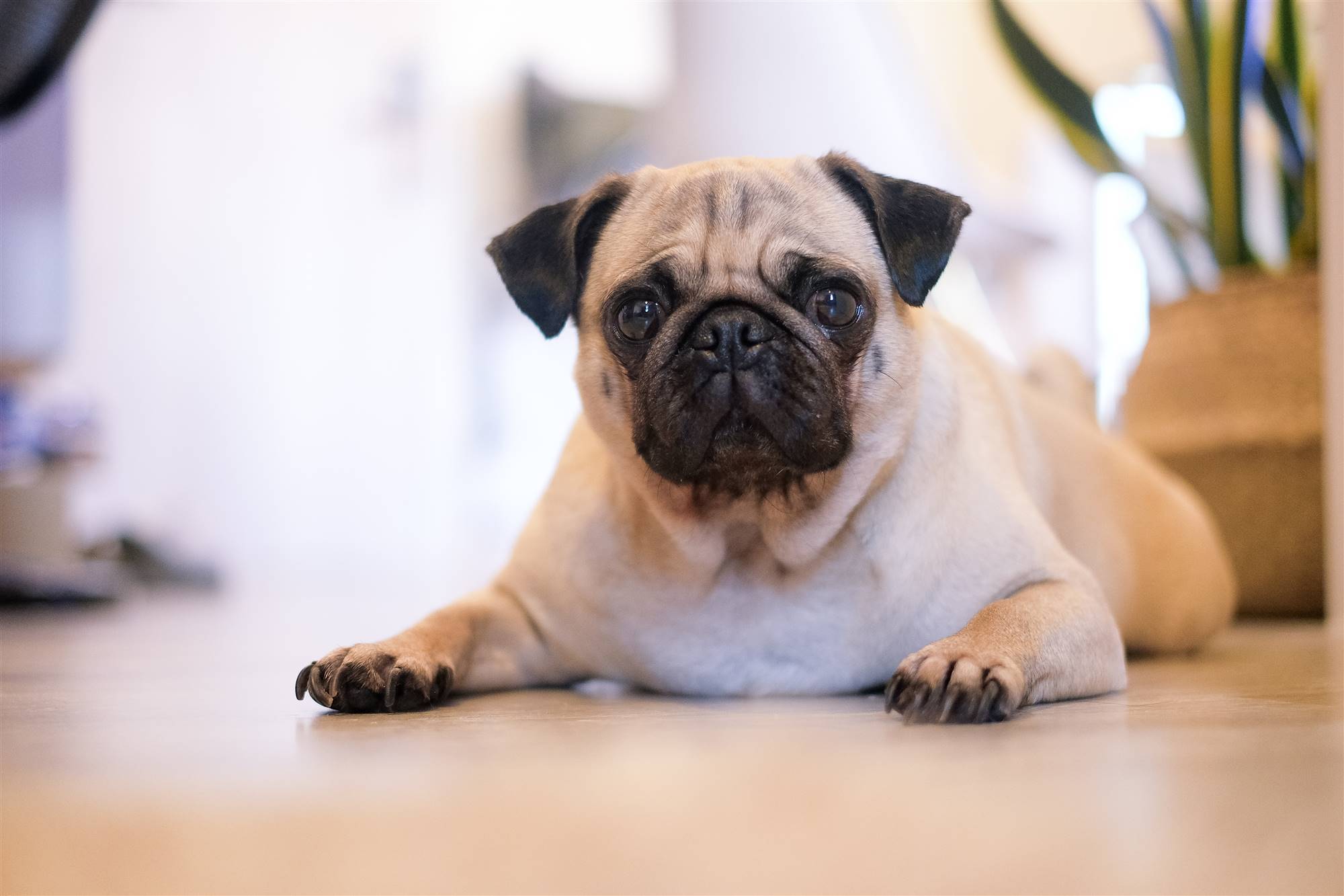 Un perro Carlino.