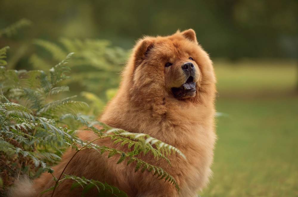Perro de raza chow chow.