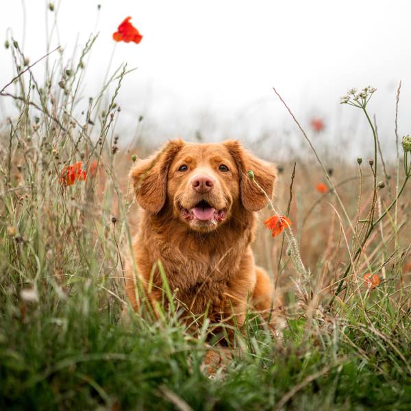 Más de 200 nombres para perros machos y perritas (bonitos, originales e imponentes)